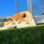 forpets ペット用