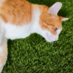 forpets ペット用