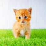 forpets ペット用