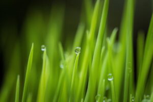 grass, rain, water