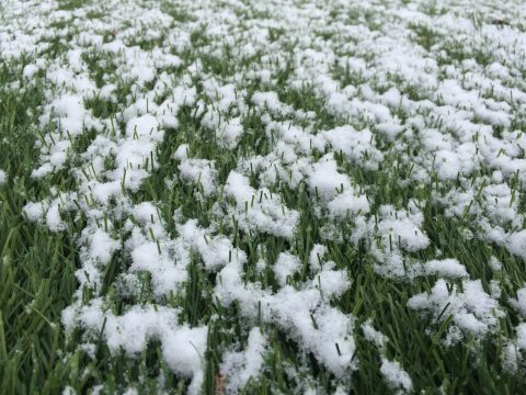 snow_turf